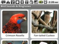 koel bird sound ringtone free download